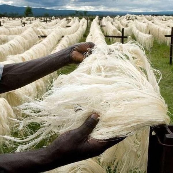 sisal-drying